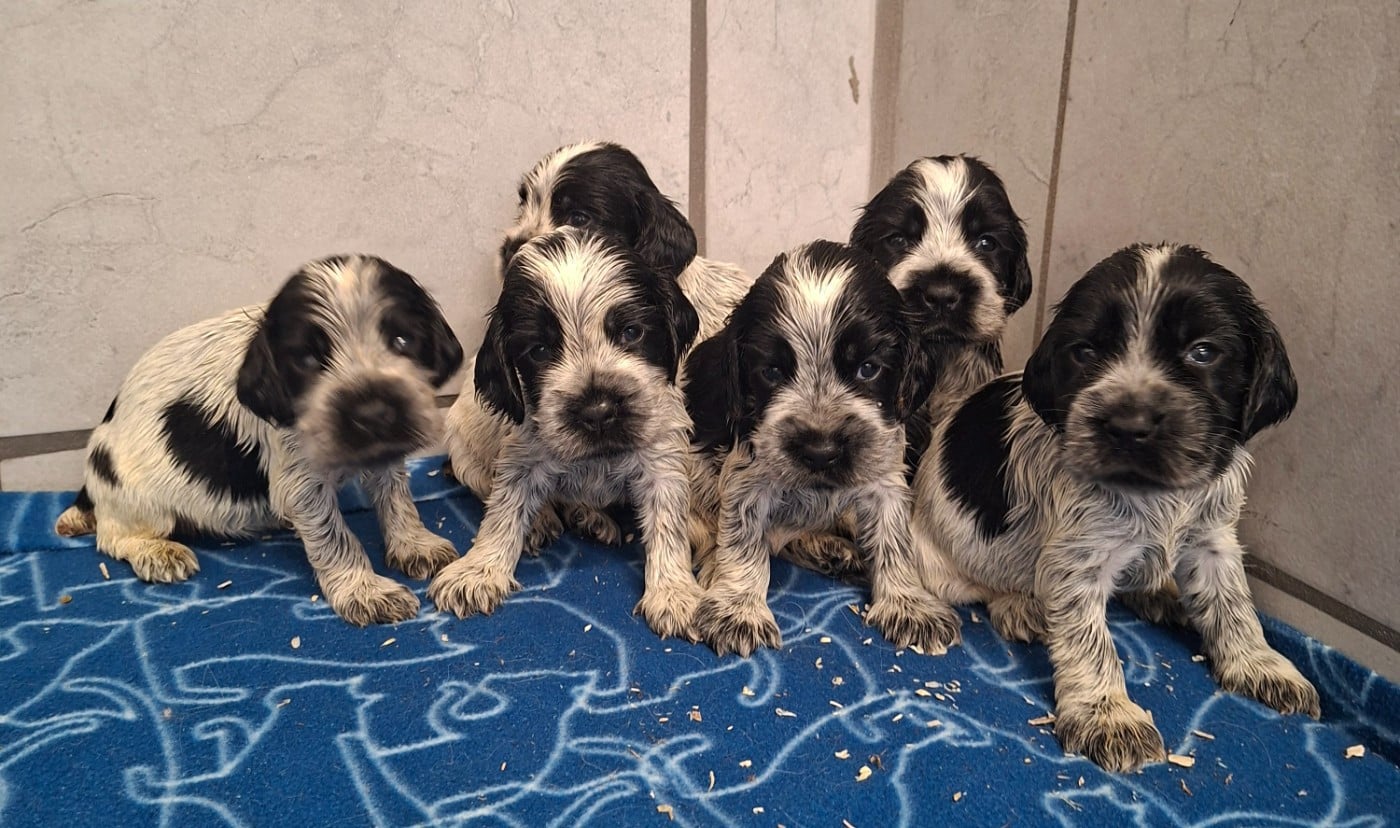 Chiot N°8 - Cocker Spaniel Anglais