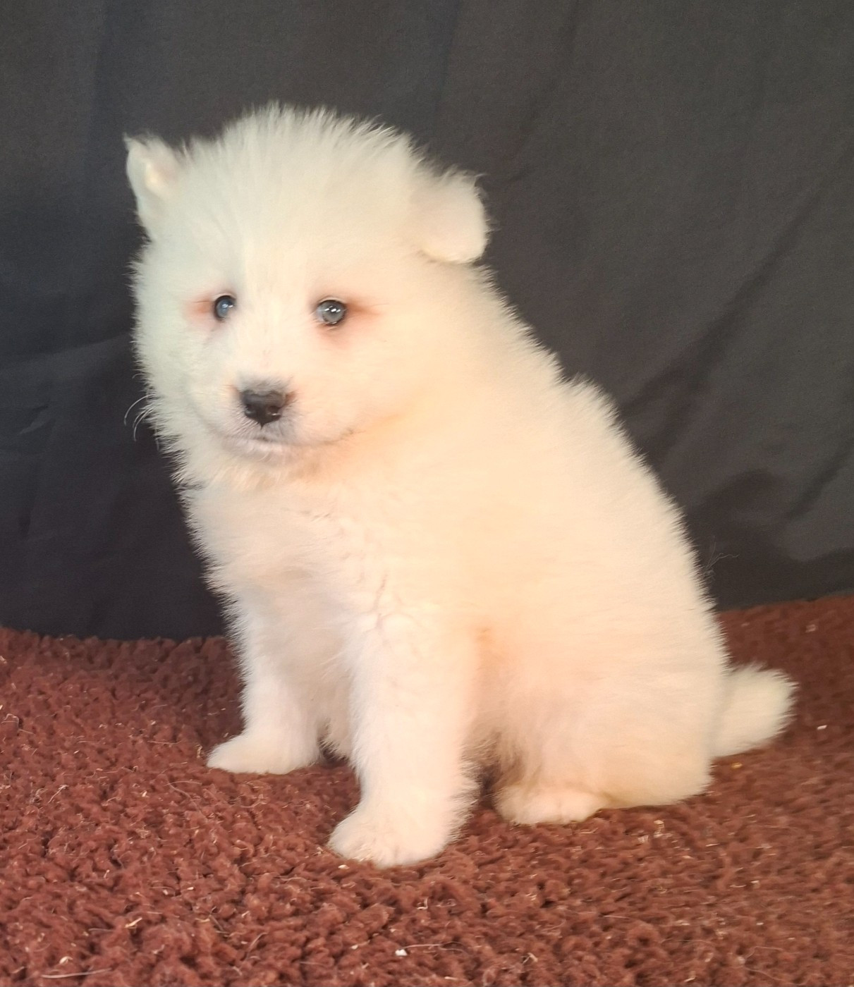 Chiot N°2