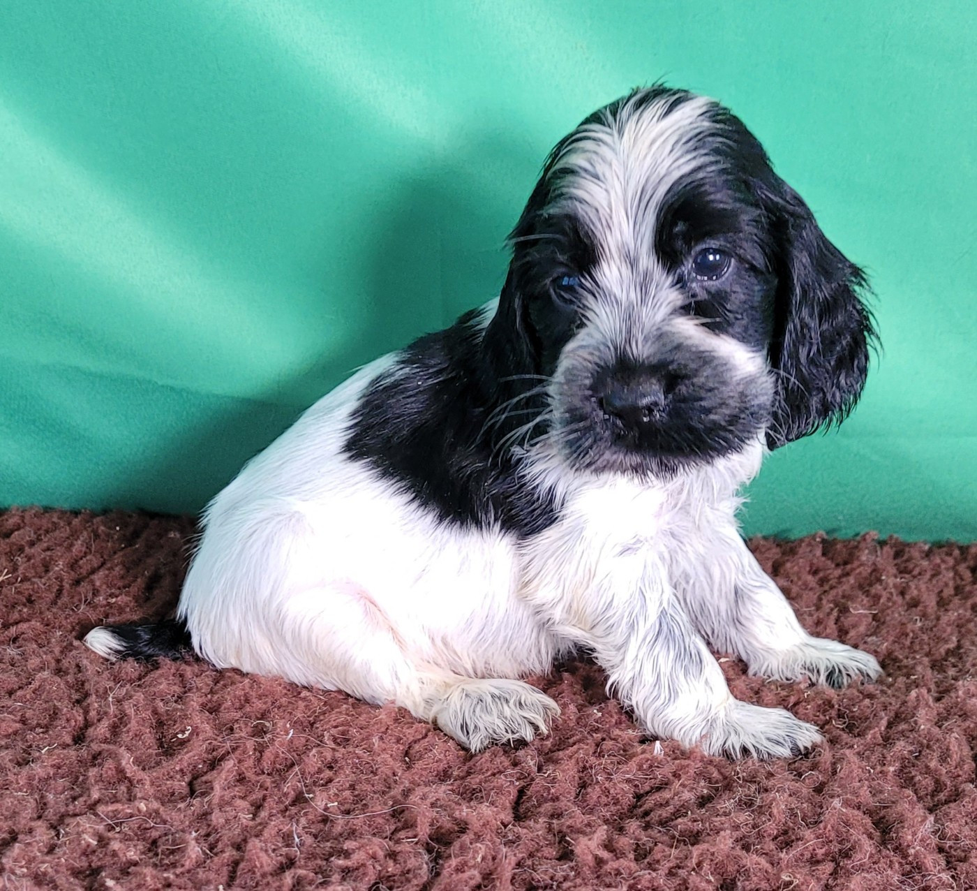 Chiot N°1