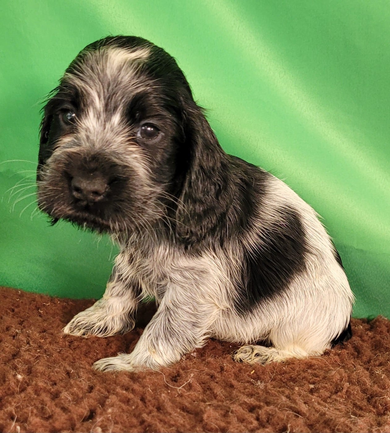 Chiot N°2