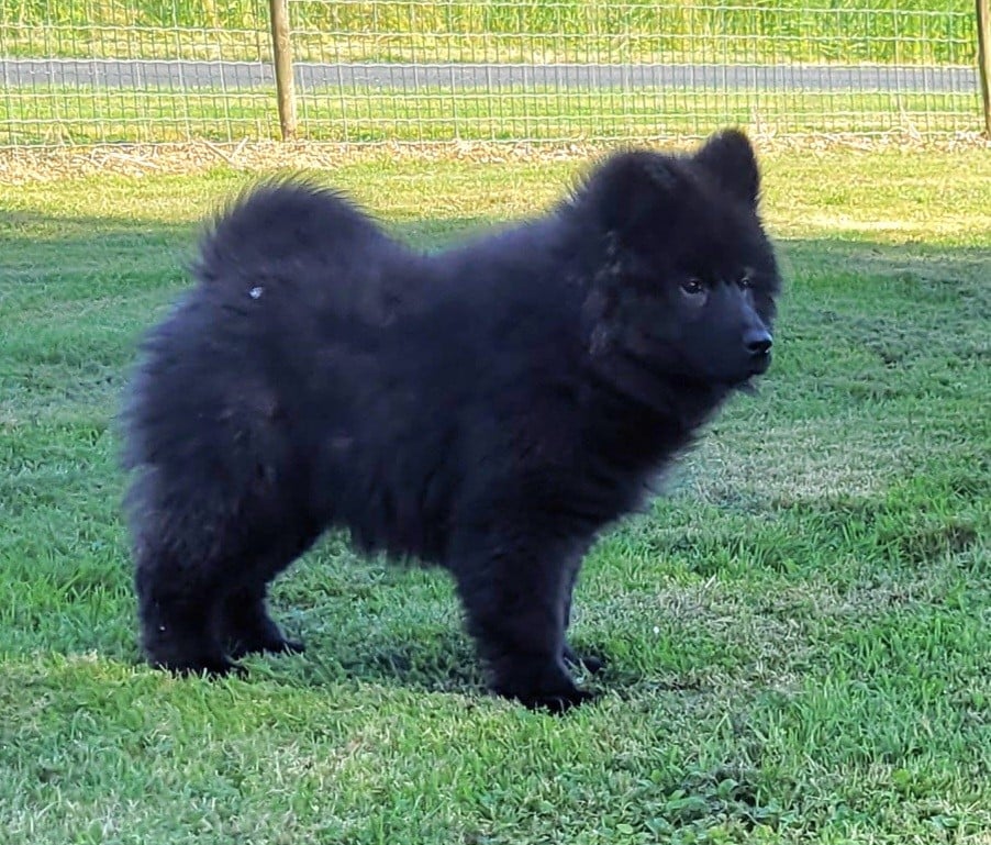 BERLIOZ