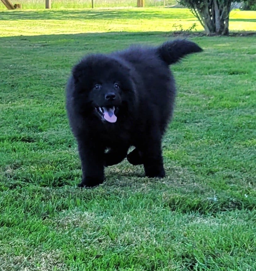 BERLIOZ
