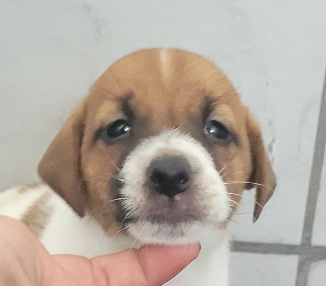 Chiot N°1