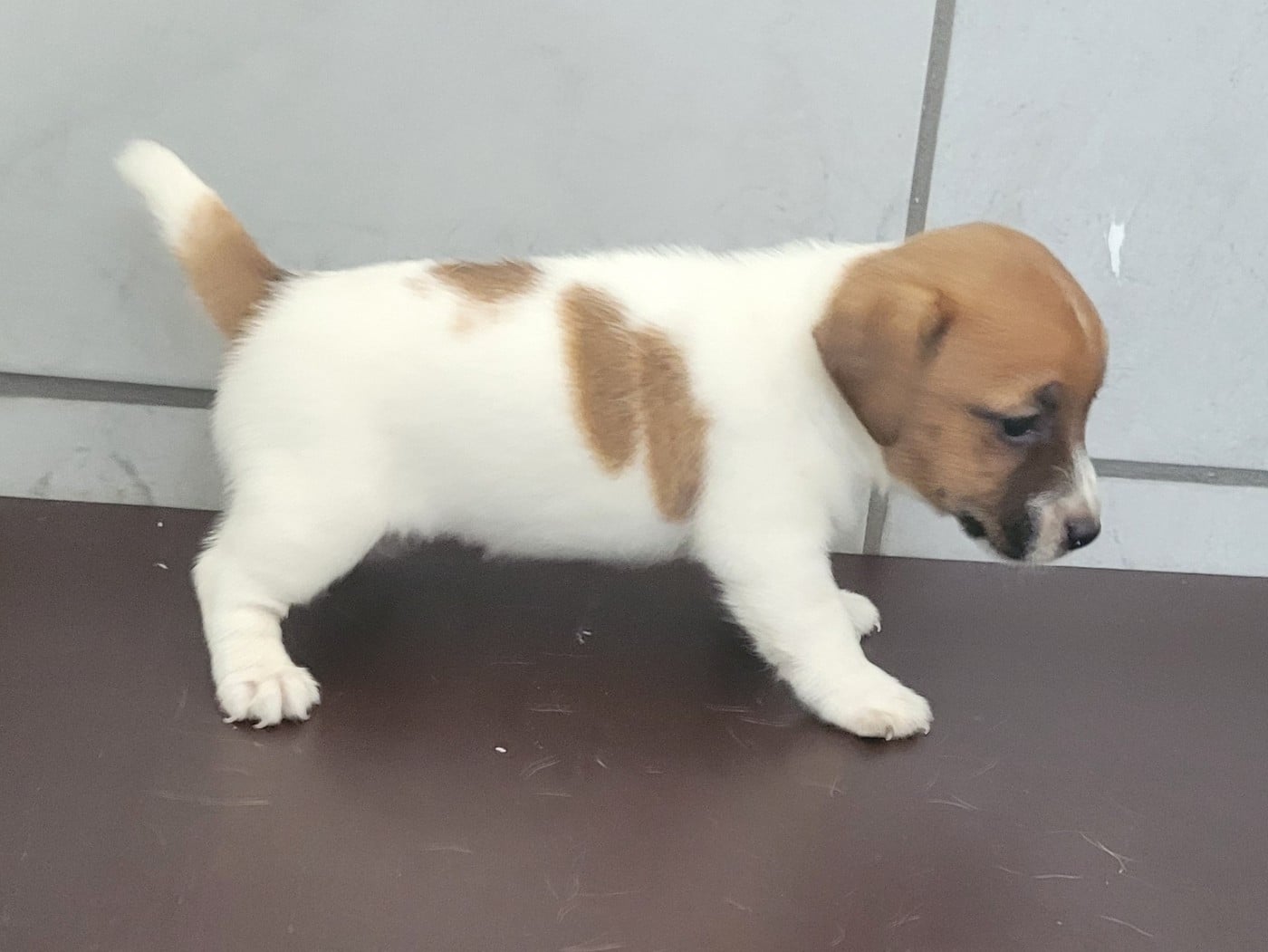 Chiot N°1