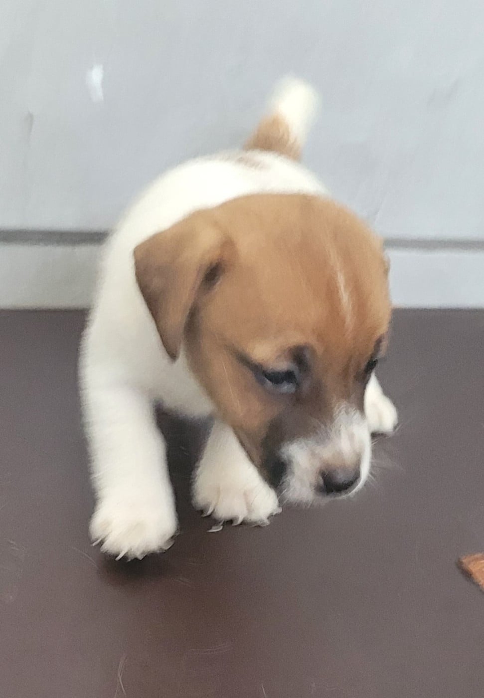 Chiot N°1