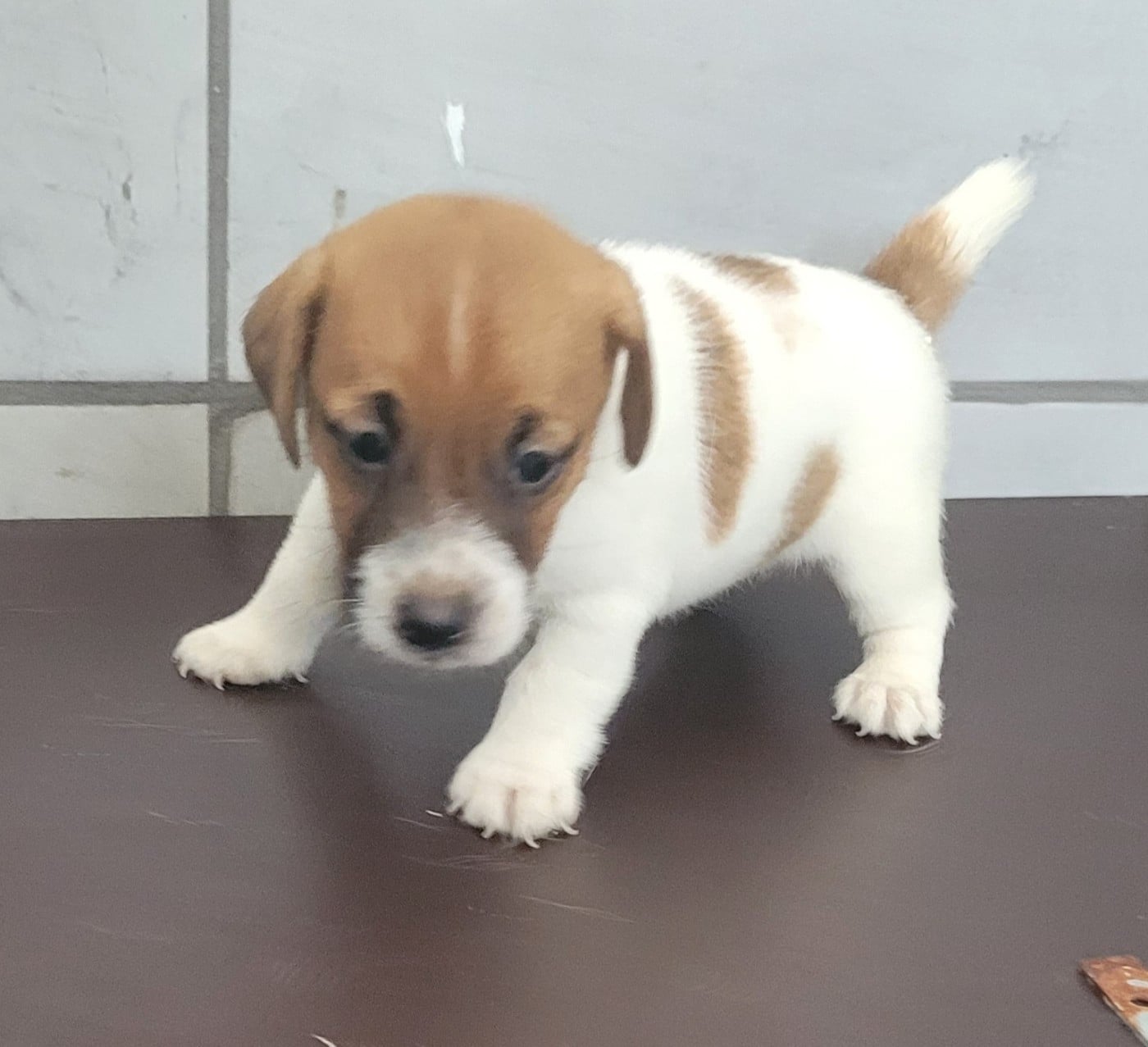 Chiot N°1