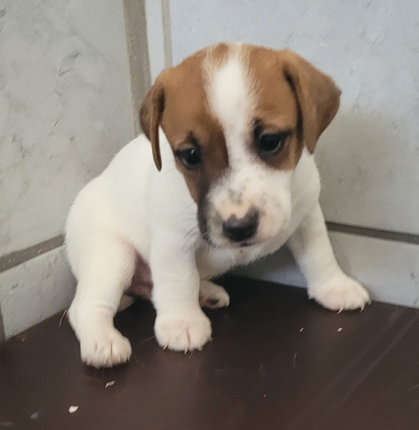 Chiot N°2