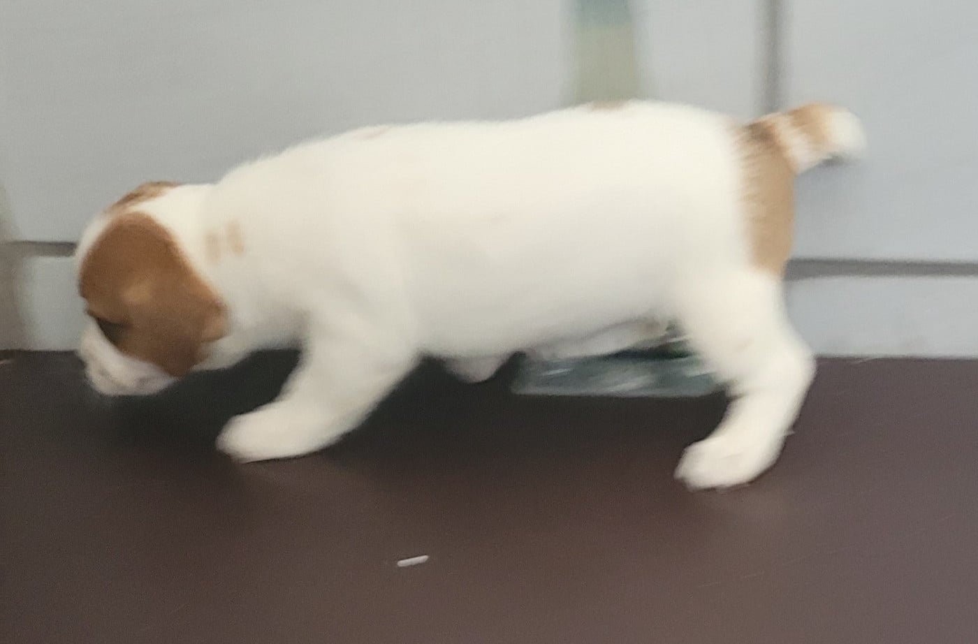 Chiot N°2