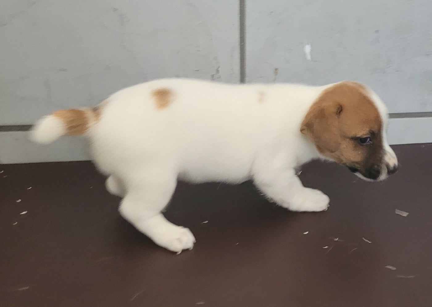 Chiot N°2