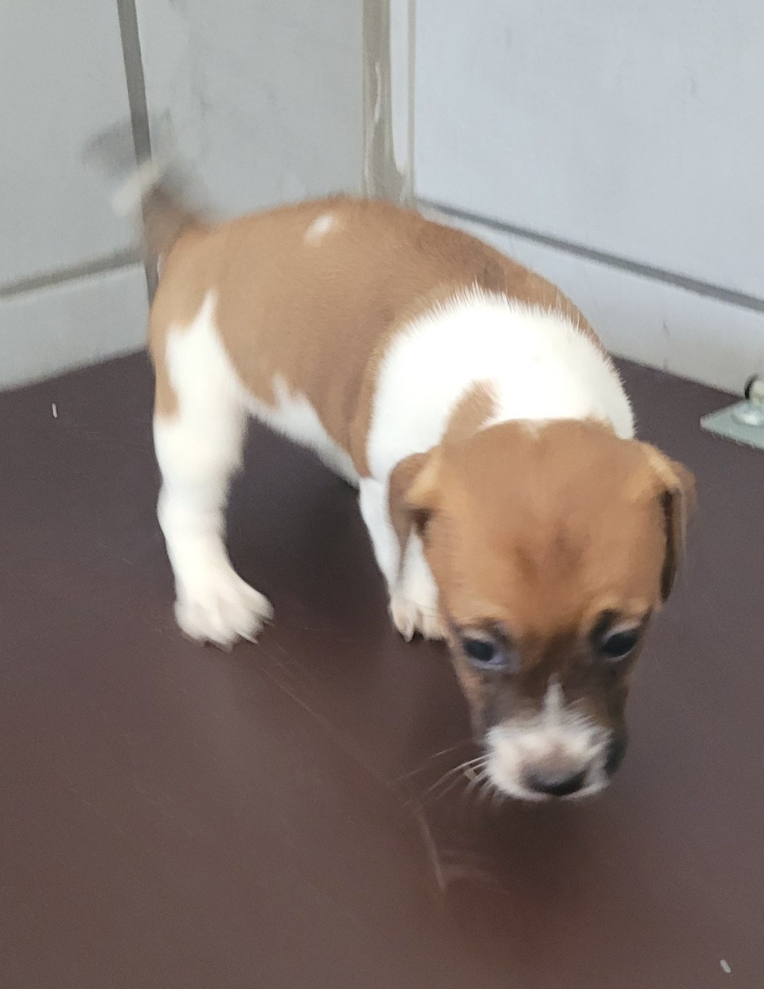 Chiot N°3