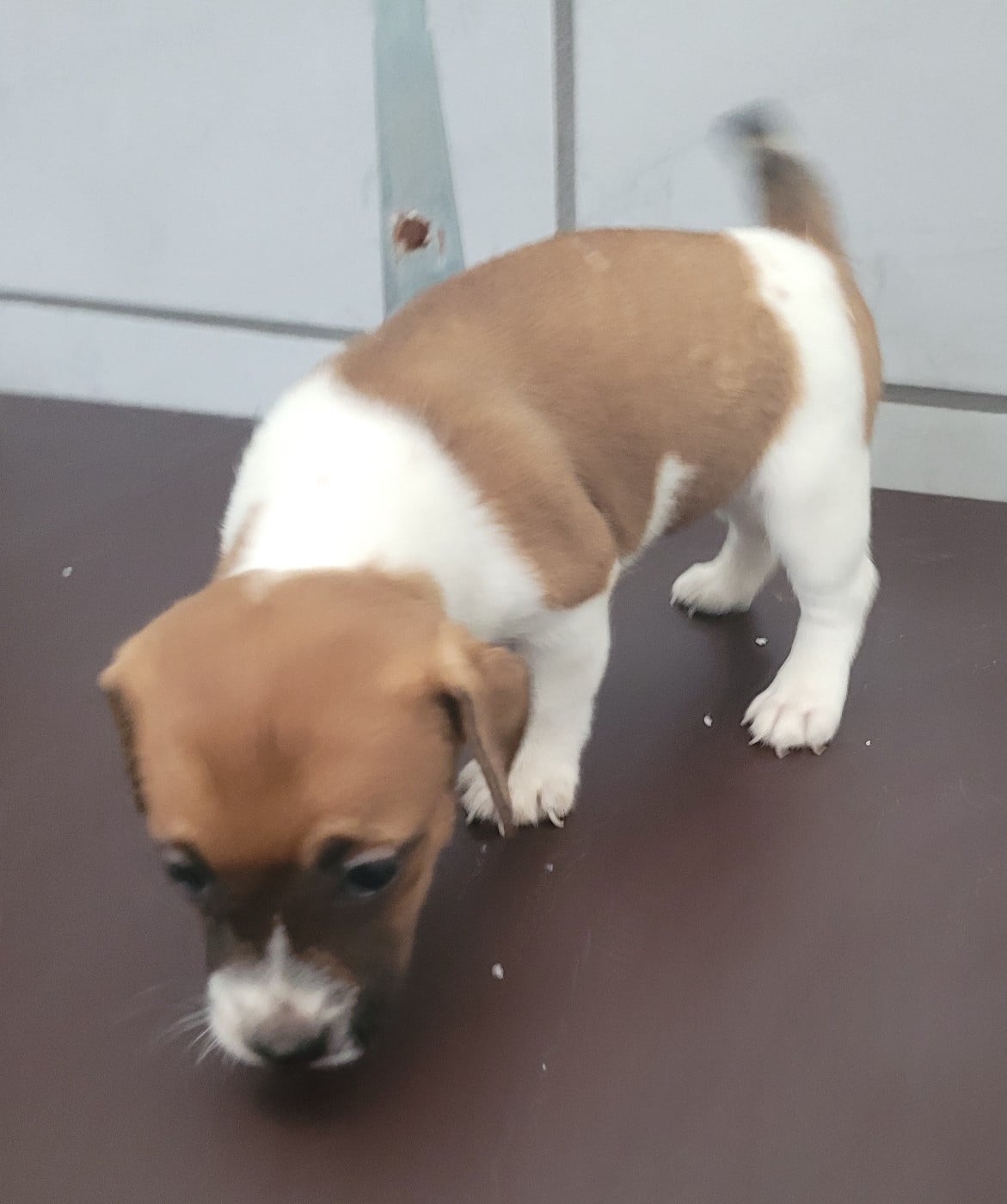 Chiot N°3