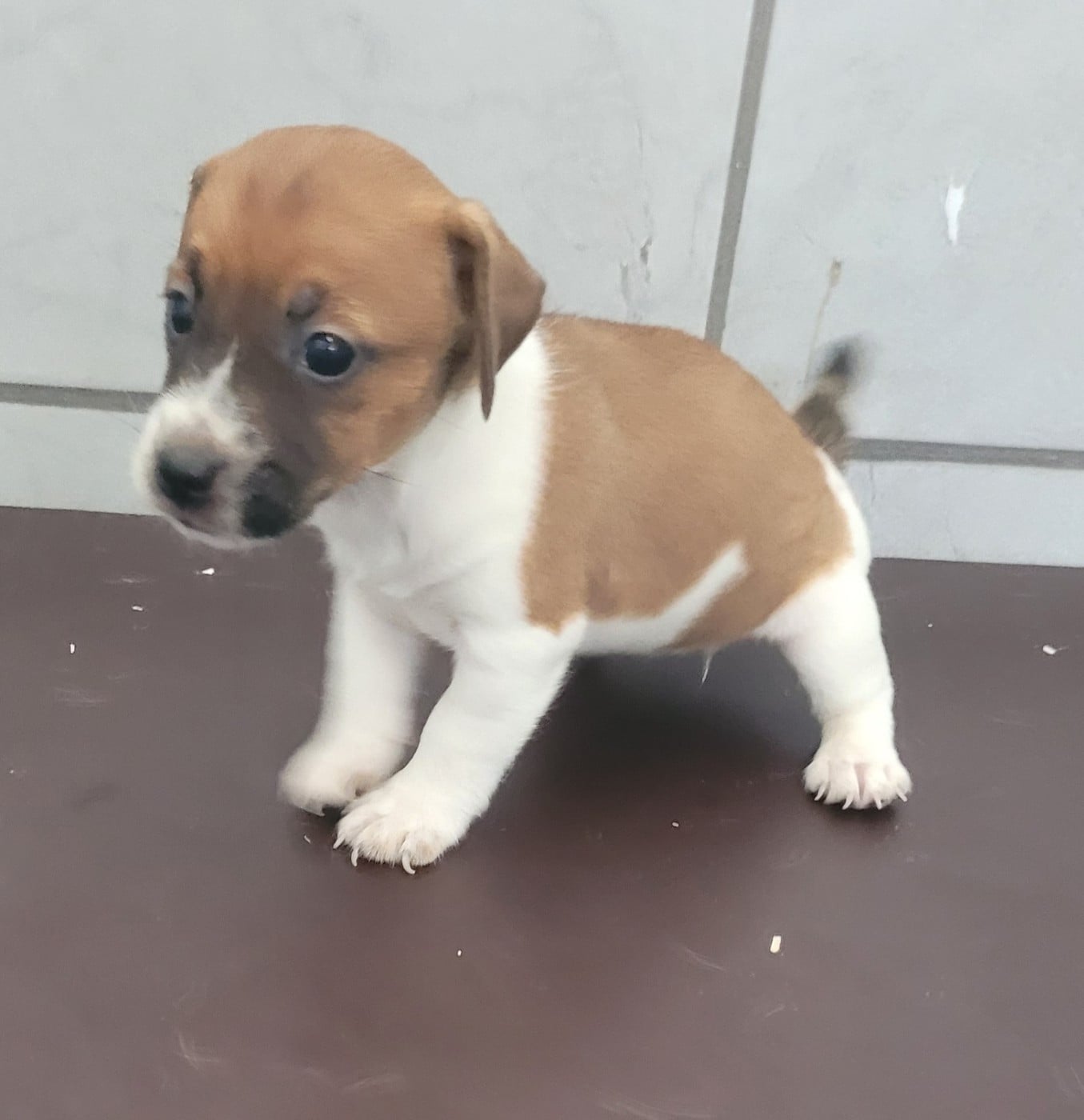 Chiot N°3