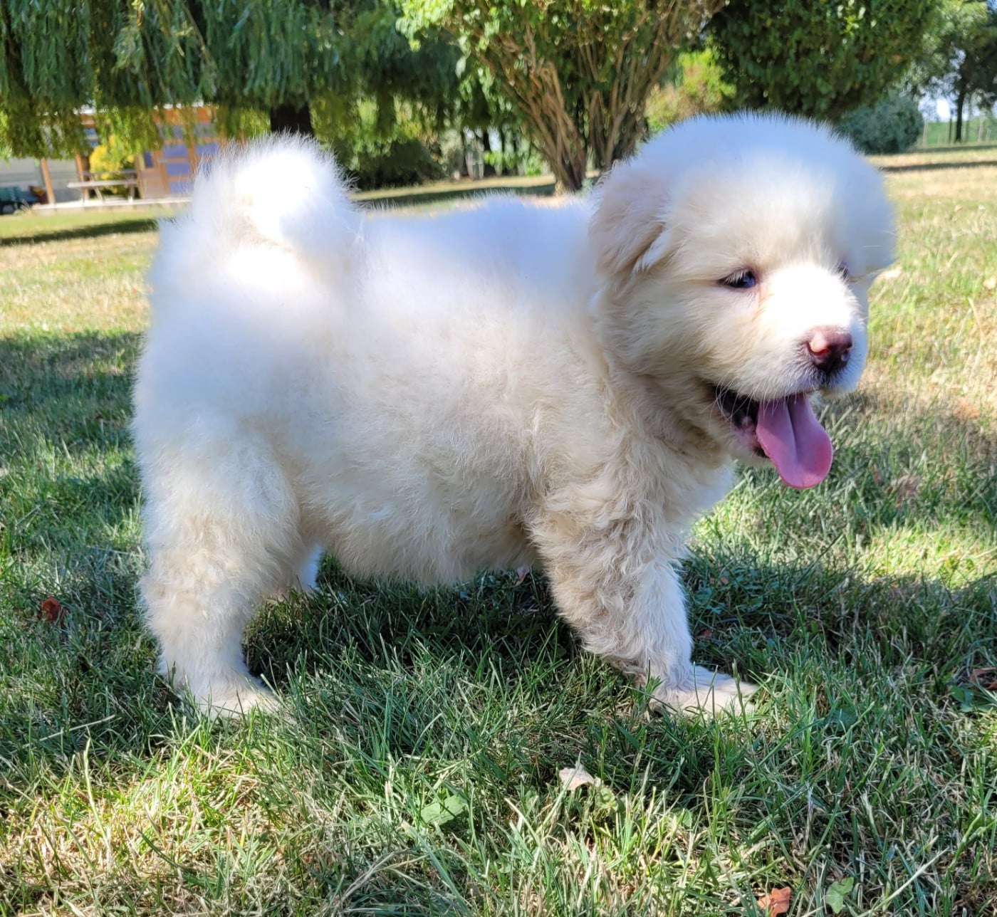 BALOO