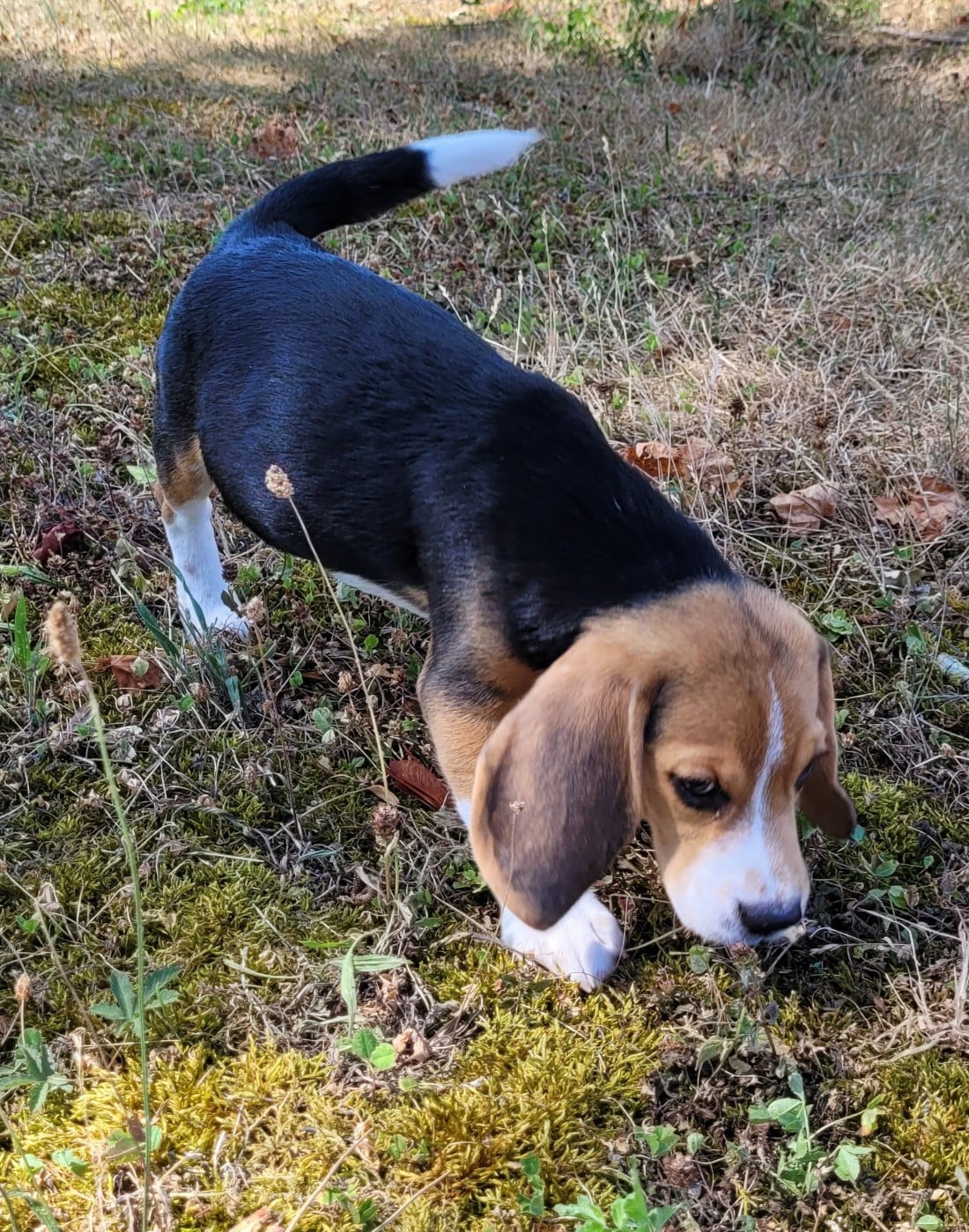 BANDIT