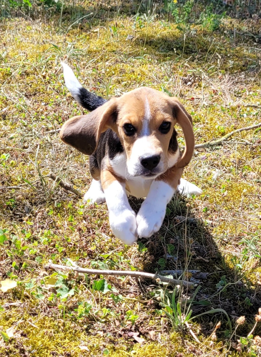 BANDIT