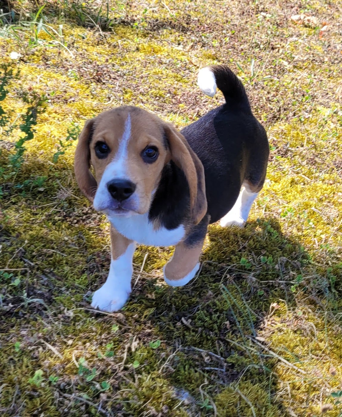 BANDIT