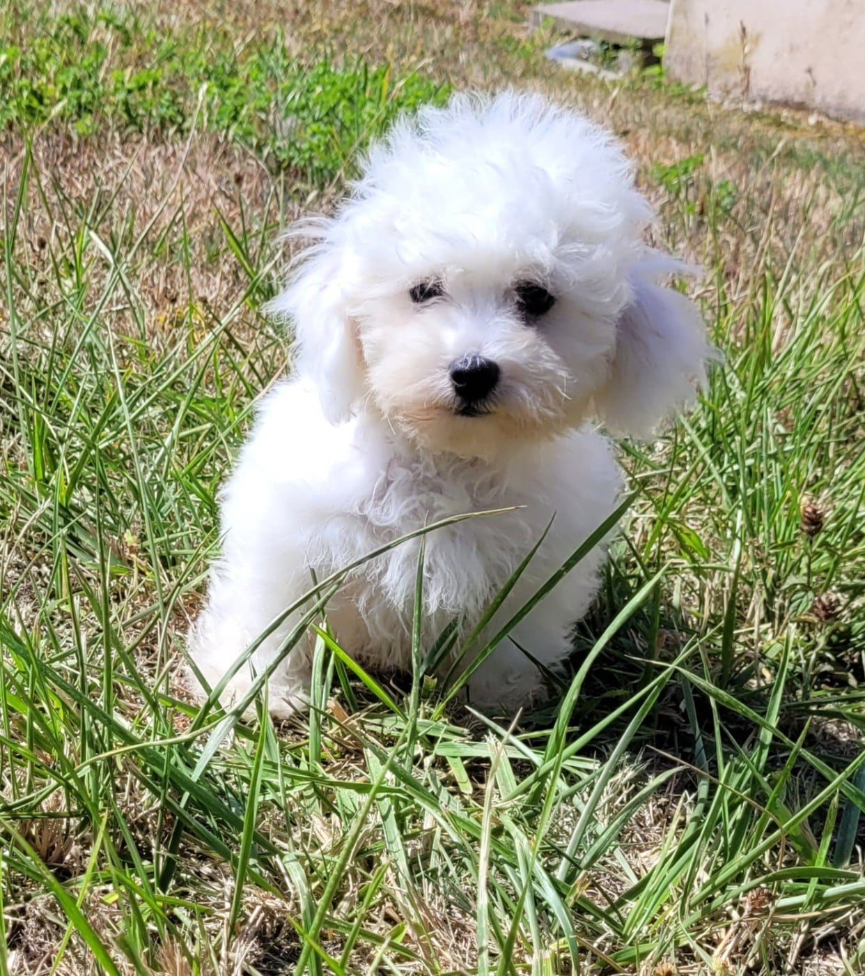 BARLEY