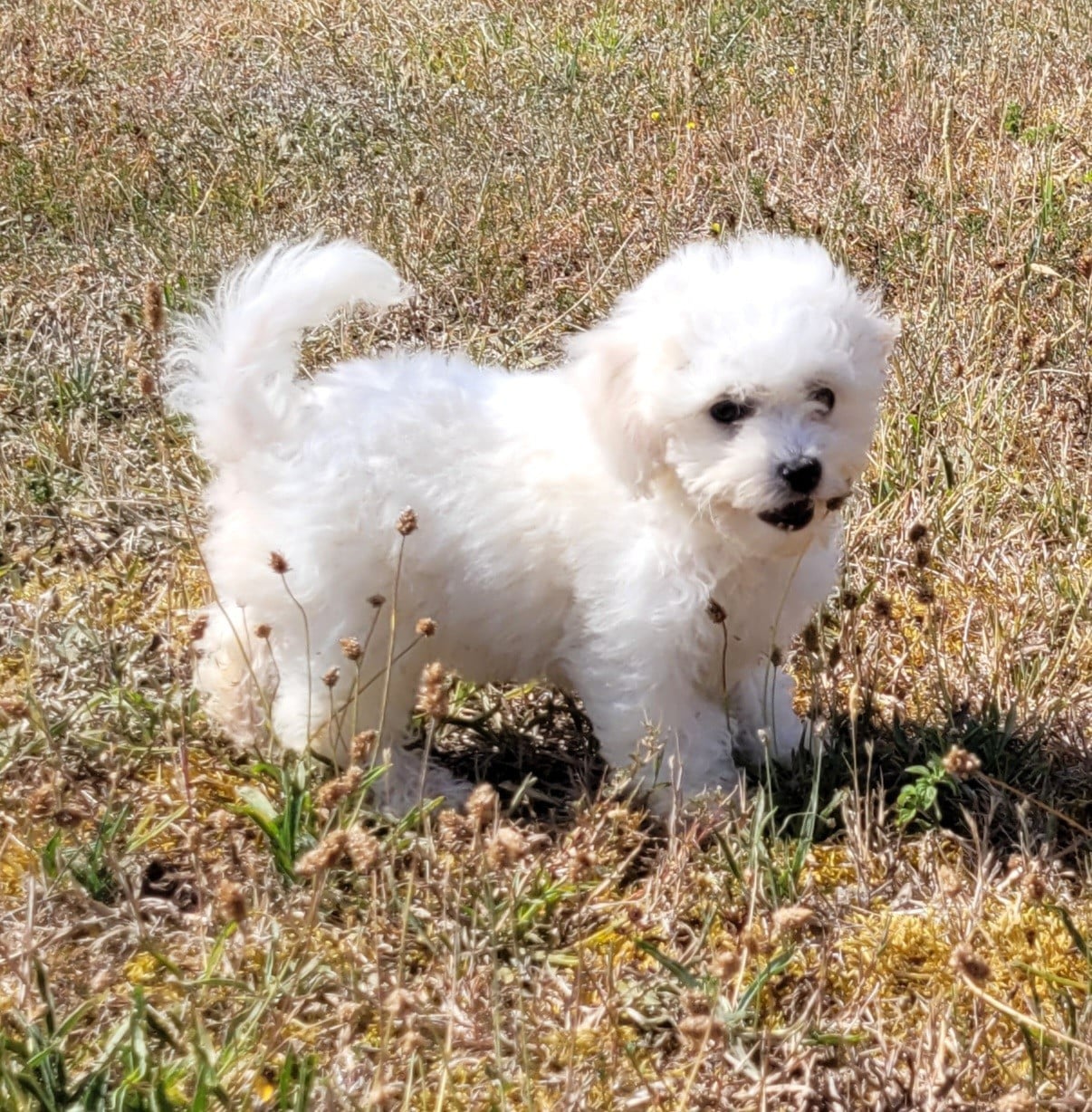 BEBE