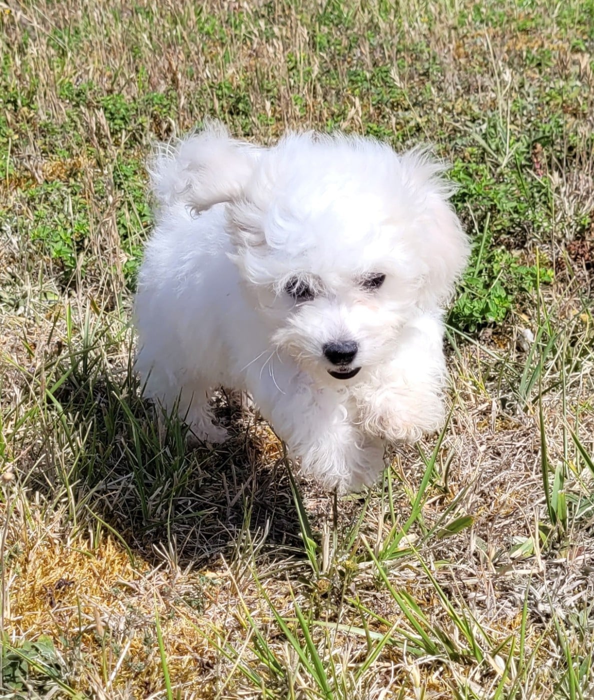 BEBE