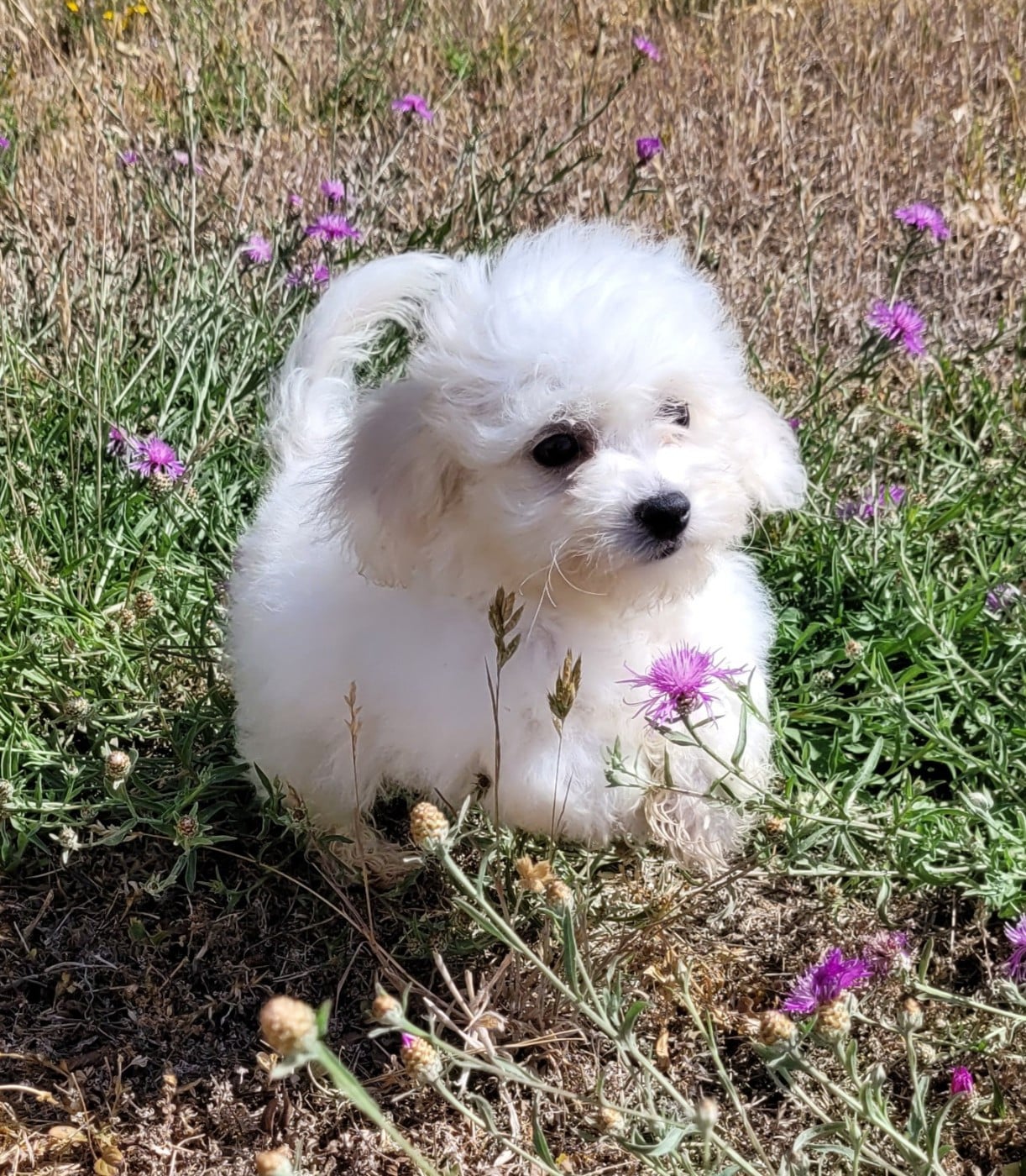 BEBE
