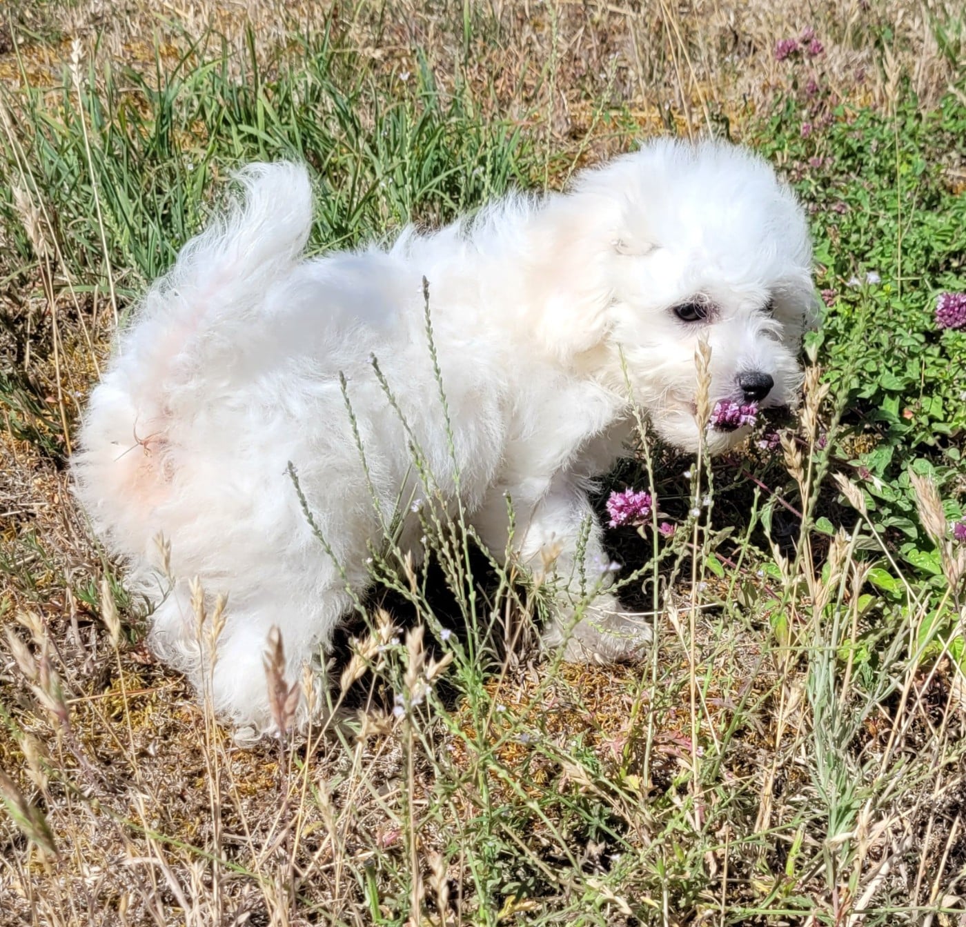 BEBE