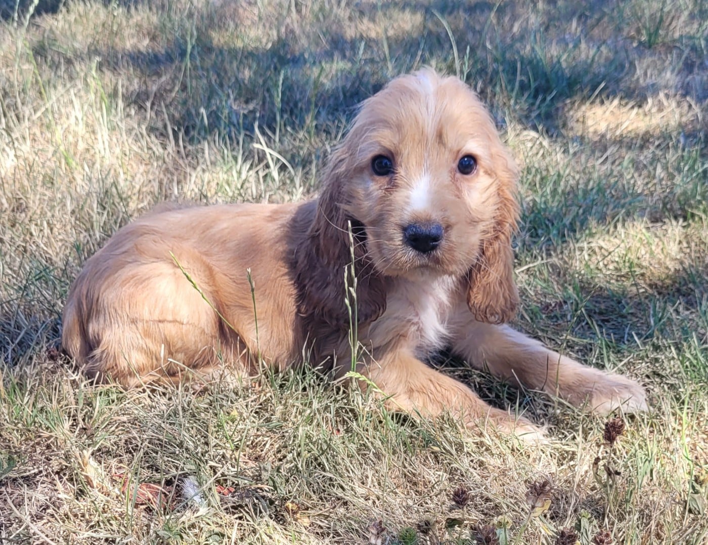 BERTILLE