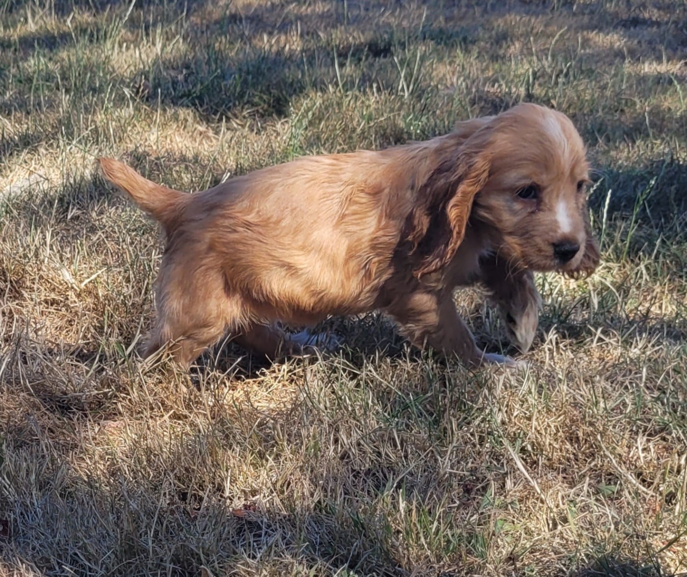 BERTILLE