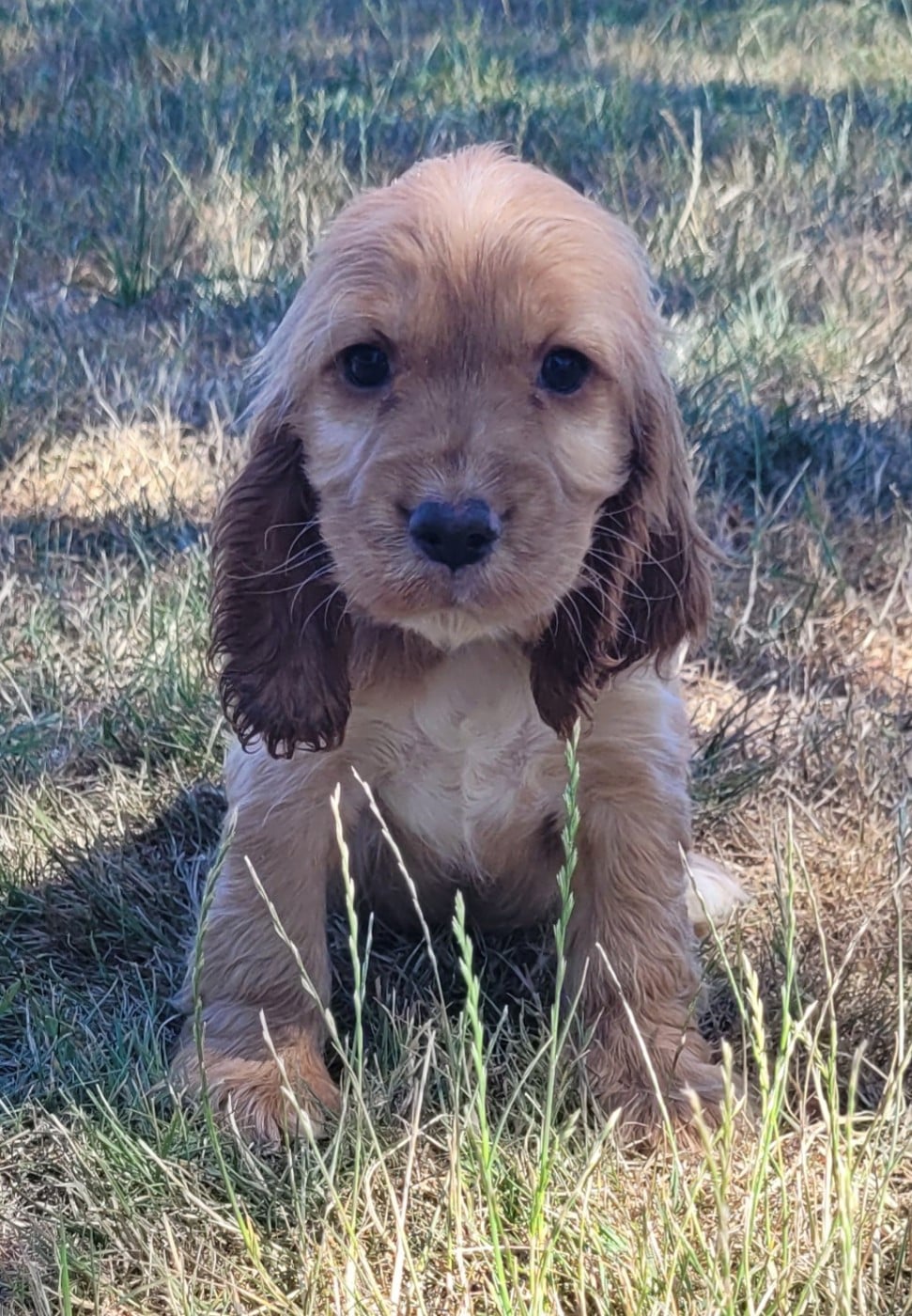 BELLA