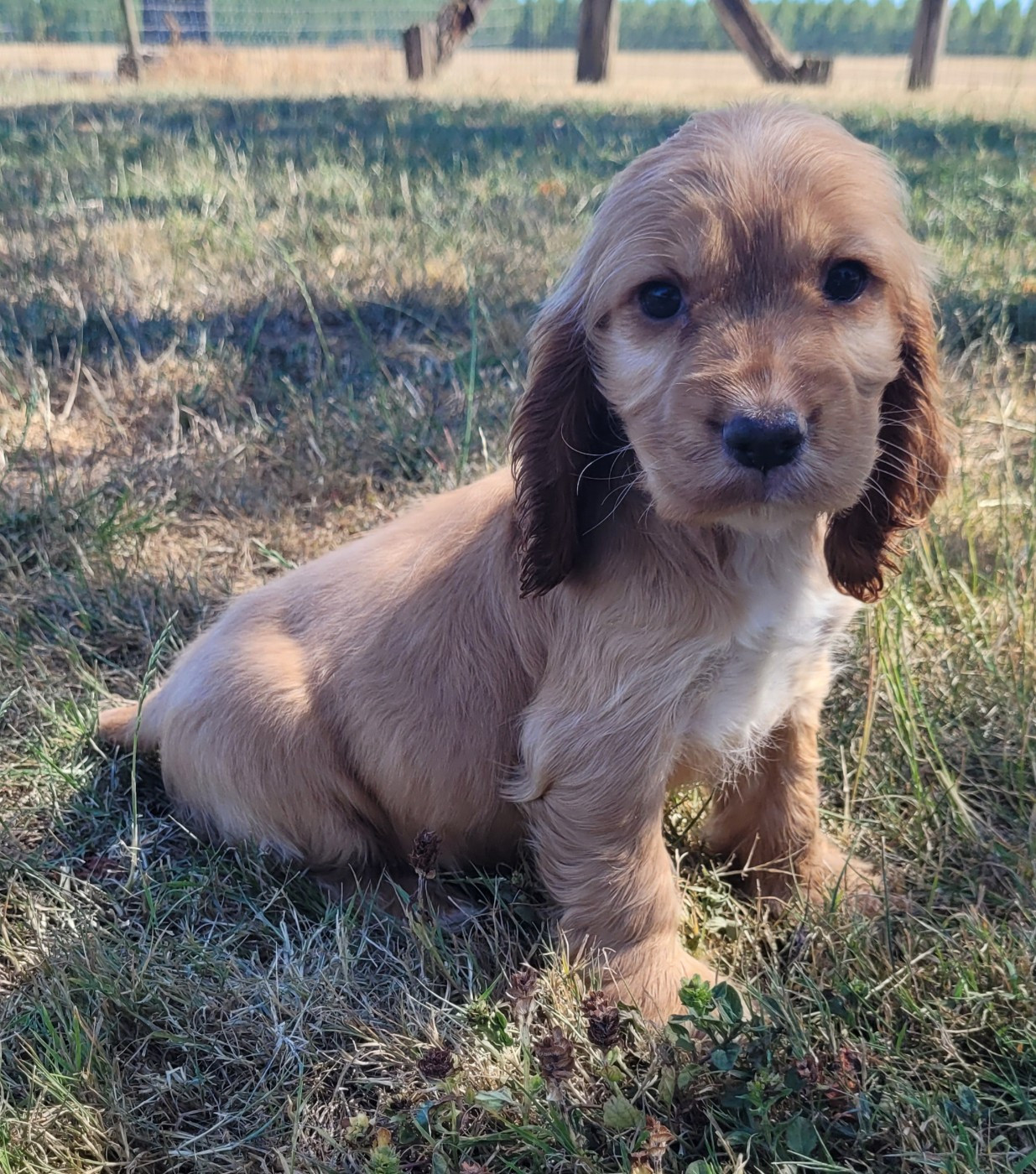 BELLA