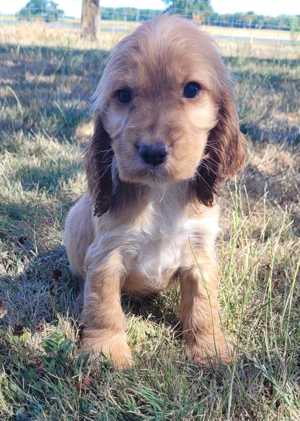 BELLA
