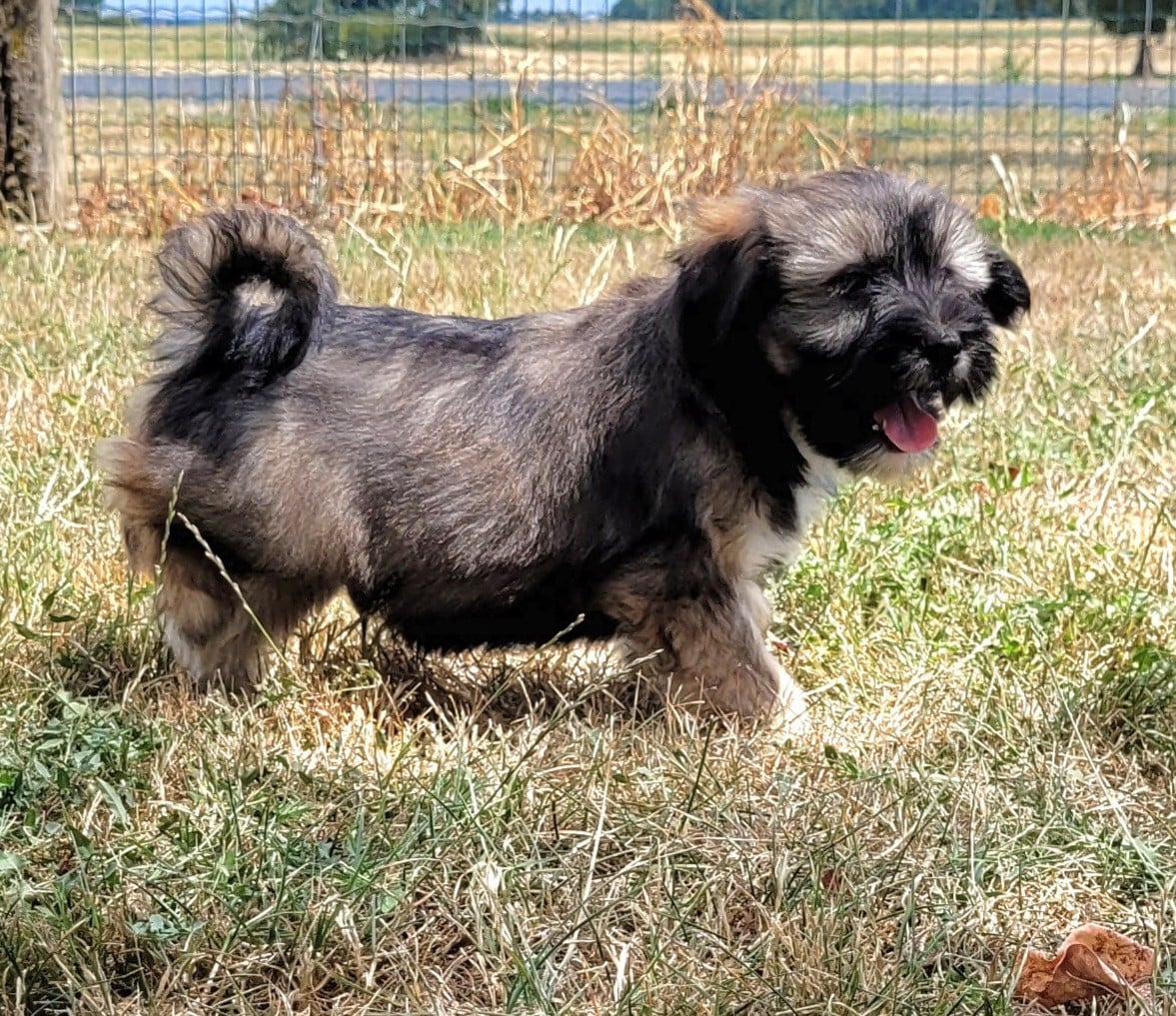 BANJO