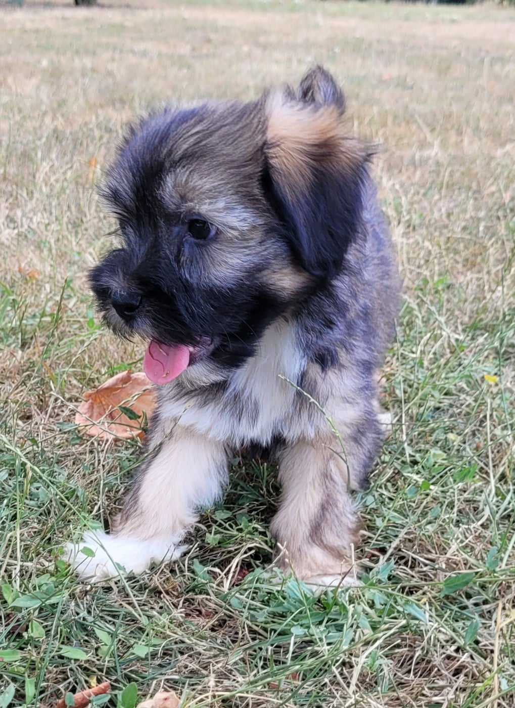 BANJO