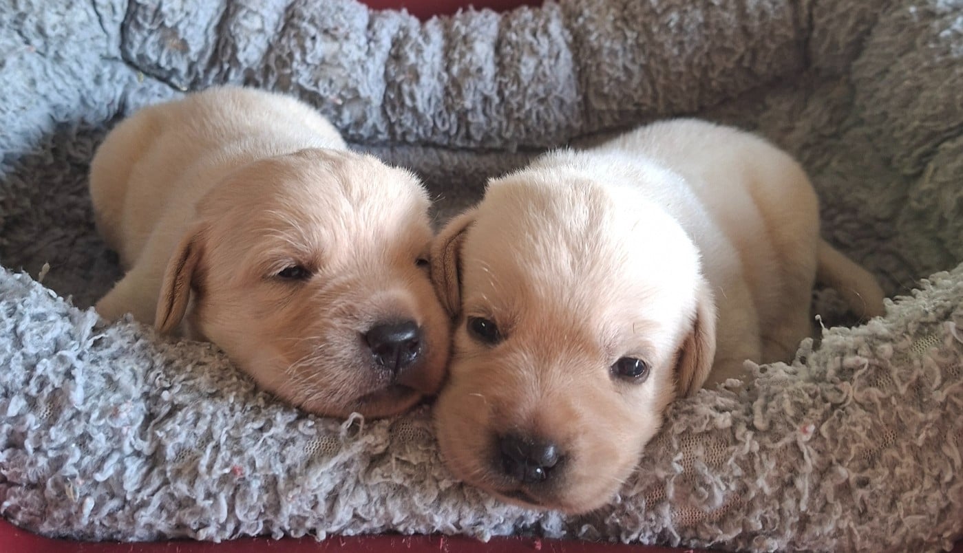 Chiot N°2 - Labrador Retriever