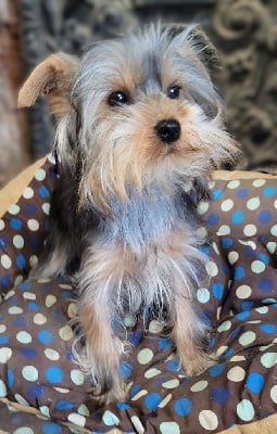 Les chiots de Yorkshire Terrier