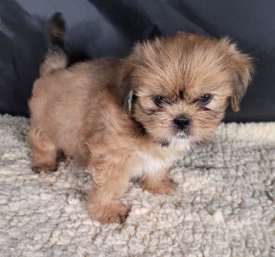 Les chiots de Lhassa Apso