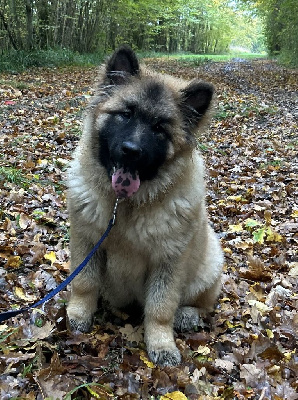 Les chiots de Eurasier