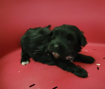 Les chiots de Terrier Tibetain