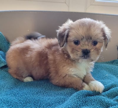 Les chiots de Lhassa Apso