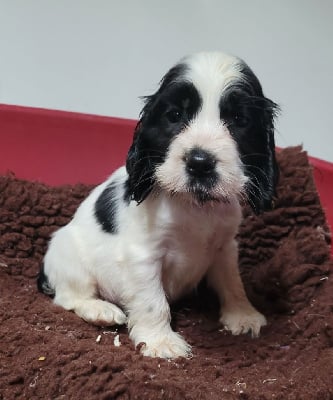 Les chiots de Cocker Spaniel Anglais