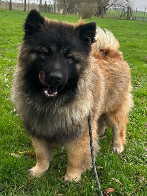 Les chiots de Eurasier