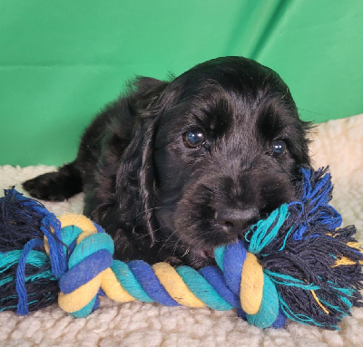 Les chiots de Cocker Spaniel Anglais