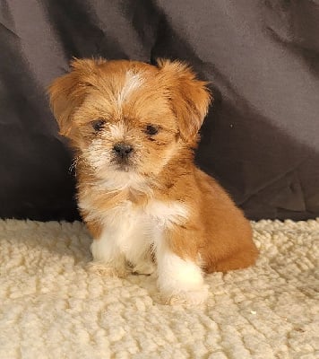 Les chiots de Lhassa Apso