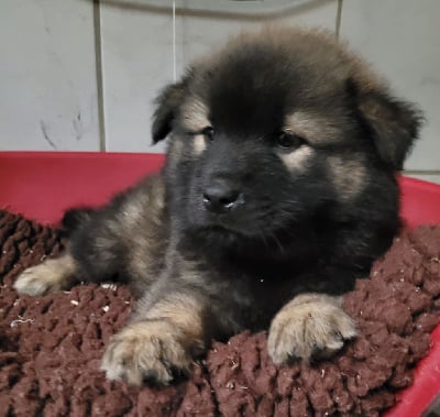 FEMELLE 2 - Eurasier