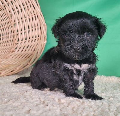 Les chiots de Terrier Tibetain