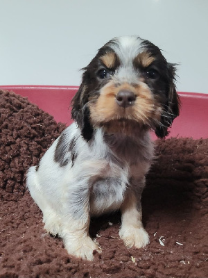 Les chiots de Cocker Spaniel Anglais