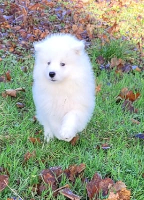 Les chiots de Samoyède