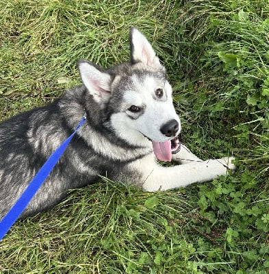 Les chiots de Alaskan Malamute