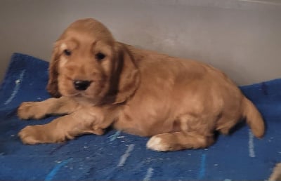 Les chiots de Cocker Spaniel Anglais