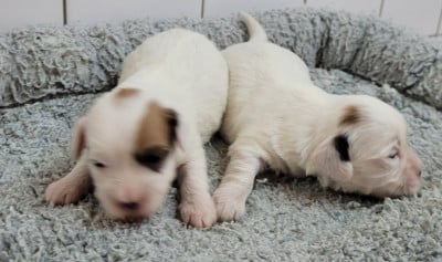 Les chiots de Coton de Tulear