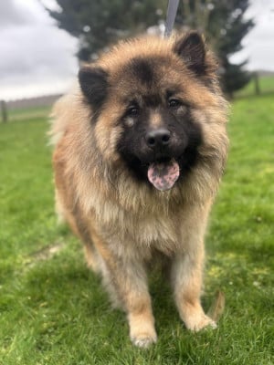 Les chiots de Eurasier